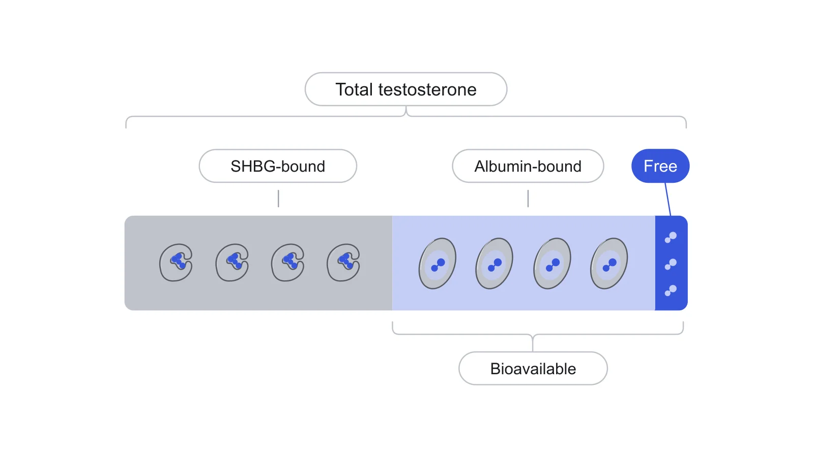 Stacked bar of all testosterone in a blood sample: a grey SHBG-bound part, a light blue albumin-bound part and a thin dark blue free sliver, with brackets marking total and bioavailable testosterone.