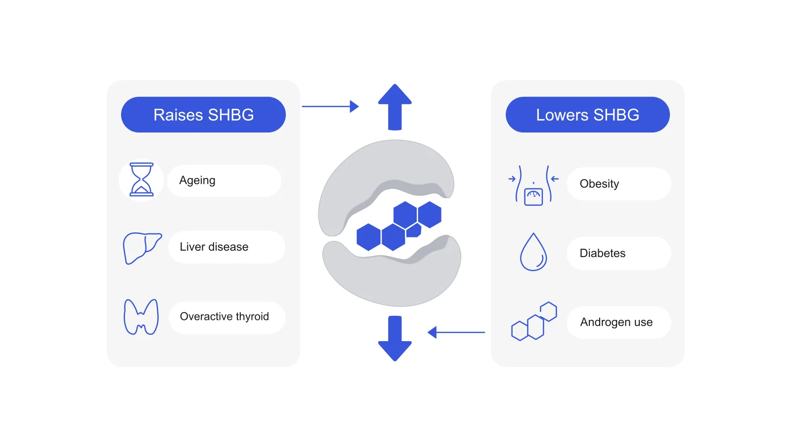 Diagram of the SHBG protein gripping a testosterone molecule, with a panel of things that raise SHBG (ageing, liver disease, overactive thyroid) and a panel of things that lower it (obesity, diabetes, androgen use).